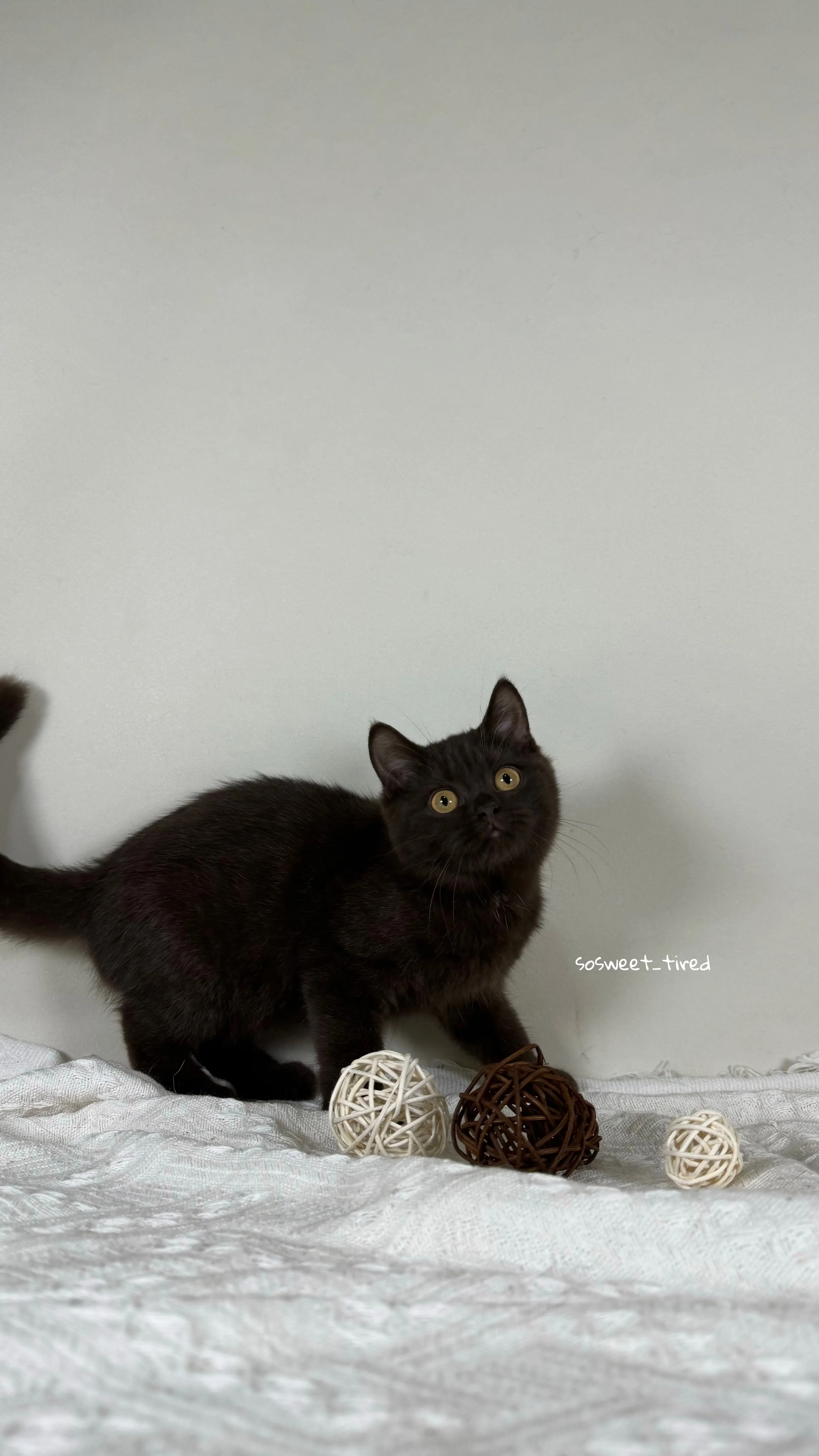 【已售出】巧克力英國短毛貓