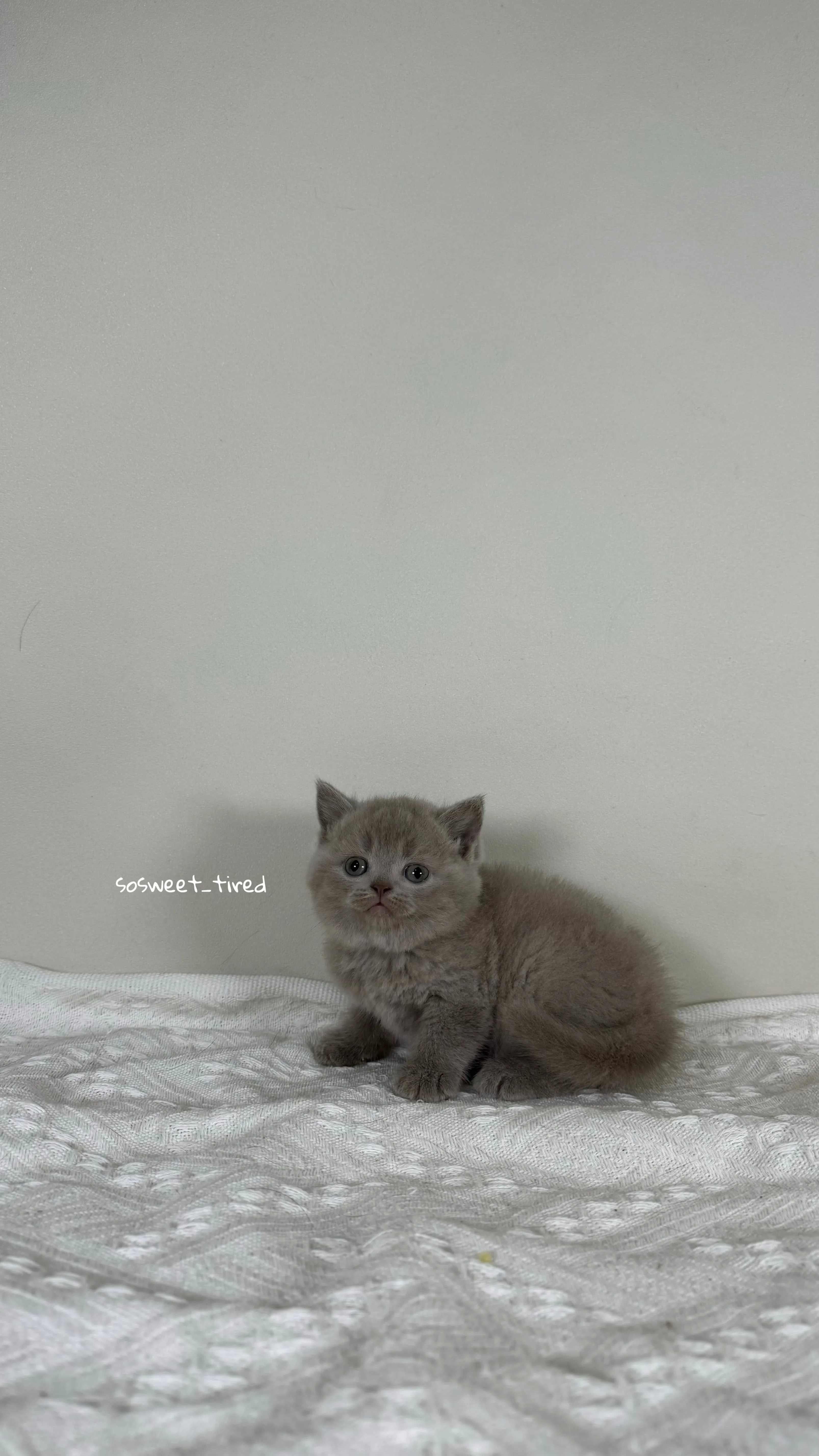 【已售出】紫丁香英國短毛貓