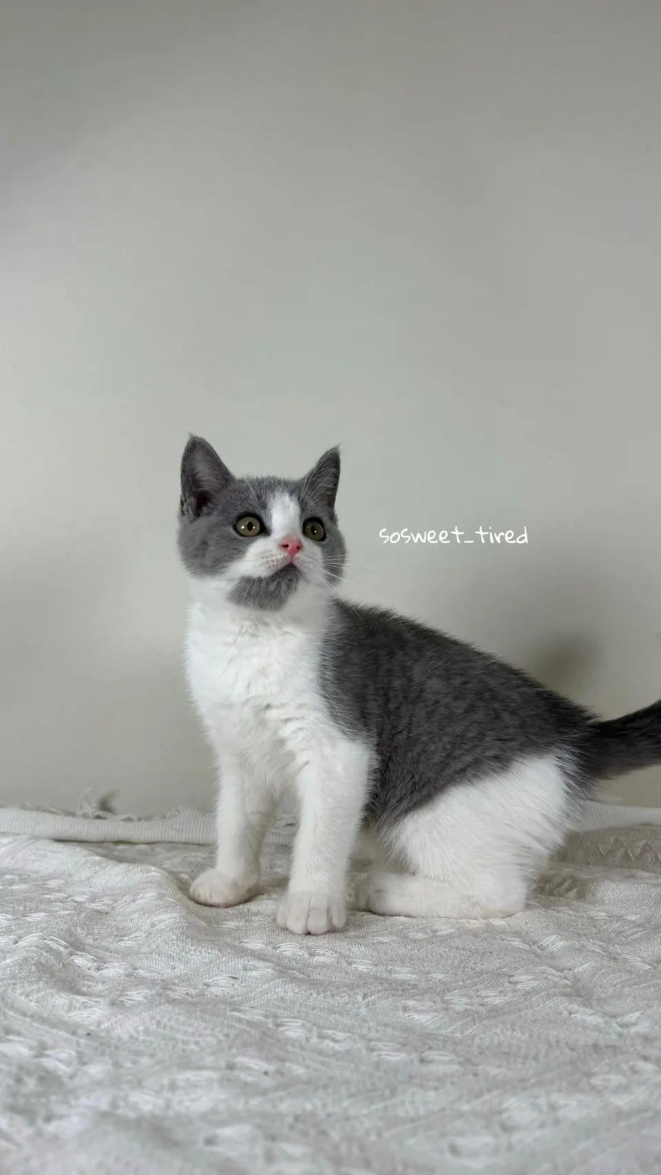 【已售出】藍白賓士英國短毛貓