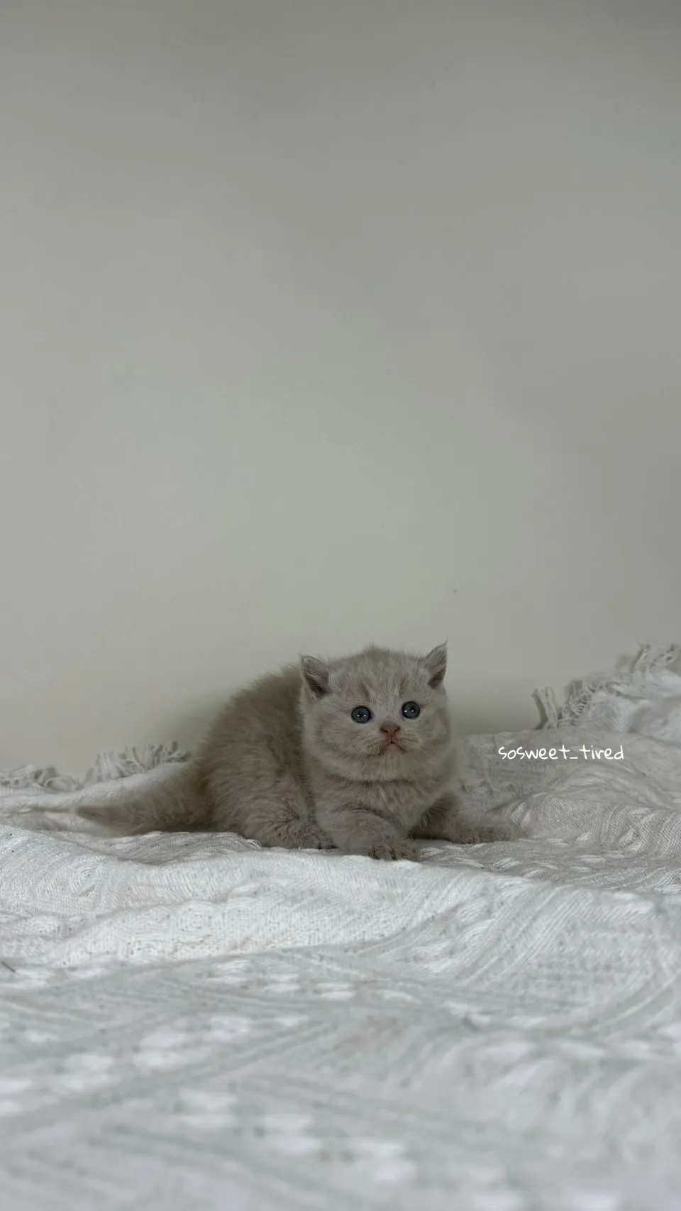 小鹿色英國短毛貓