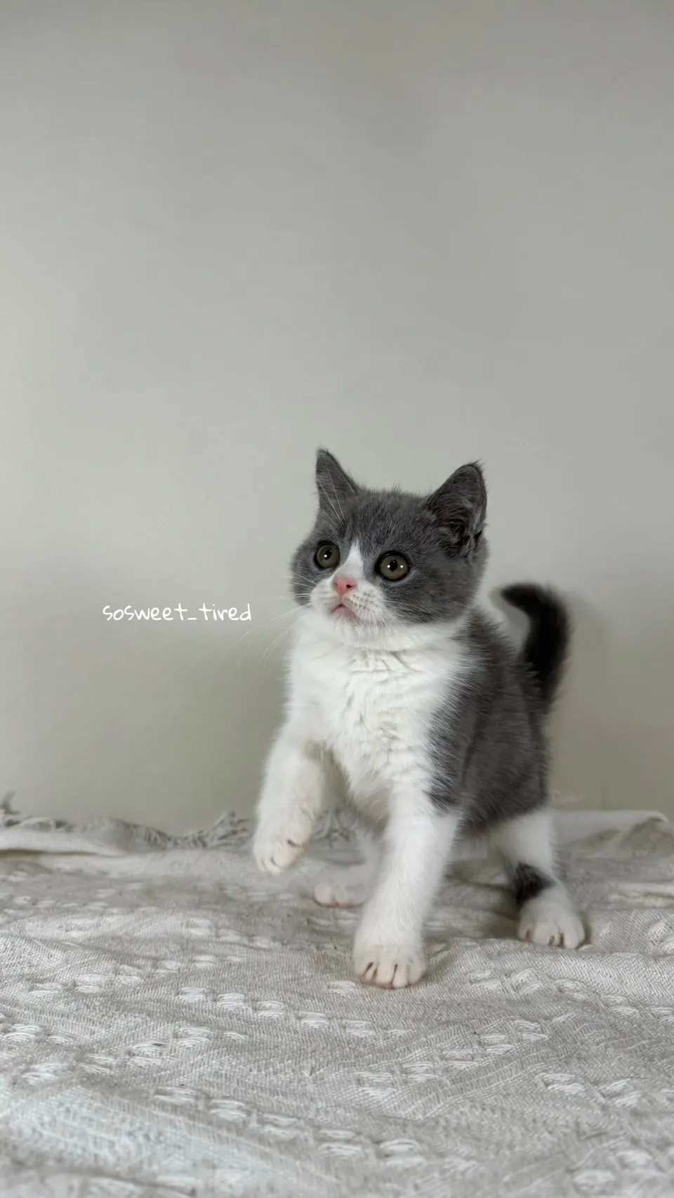 藍白賓士英國短毛貓