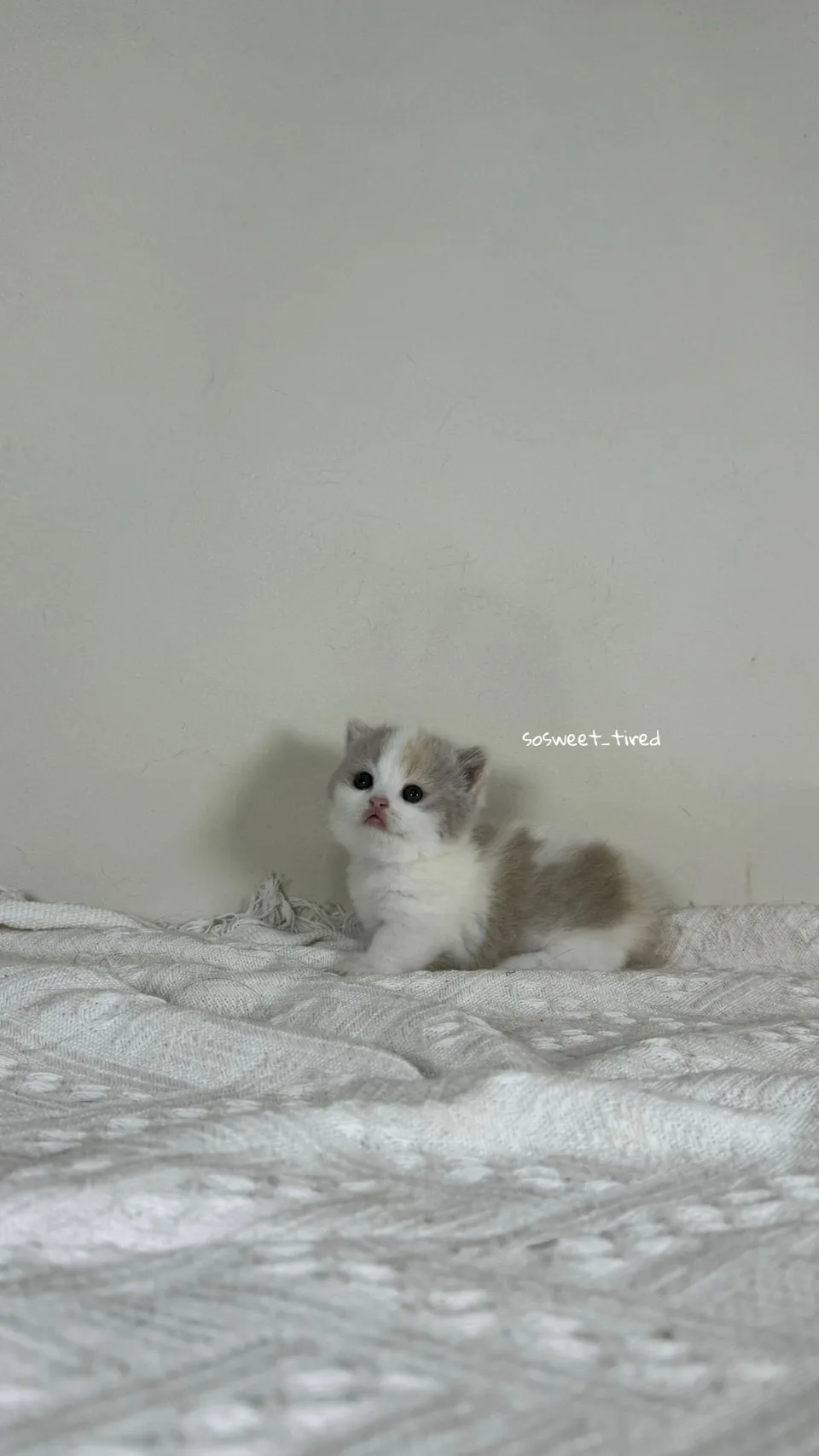 三花賓士曼赤肯