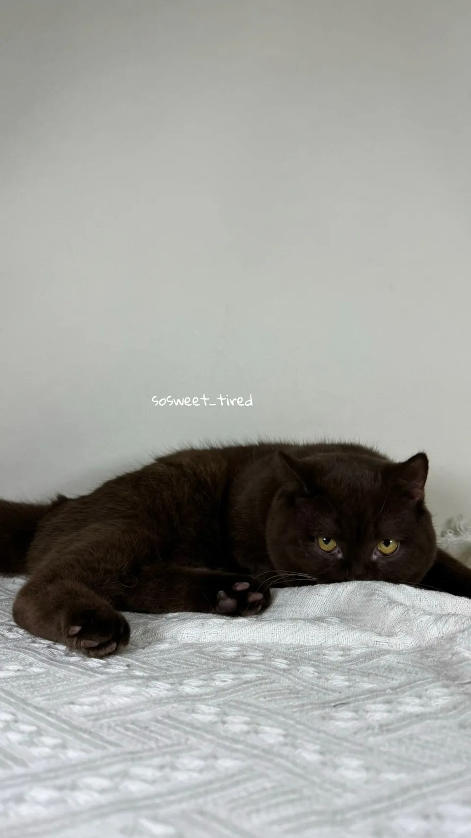 巧克力英國短毛貓