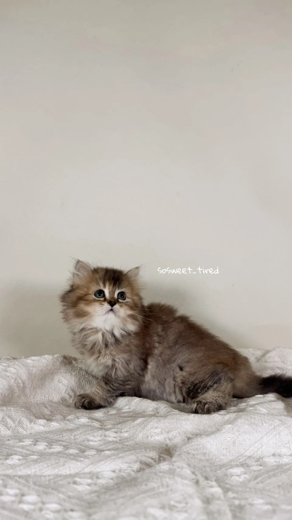 黑金漸層英國長毛貓