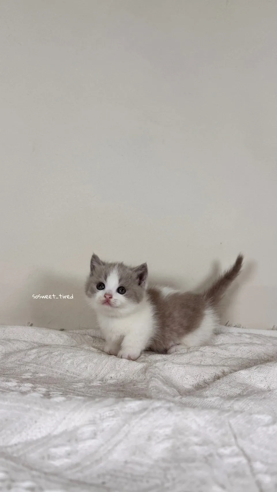 紫丁香賓士曼赤肯