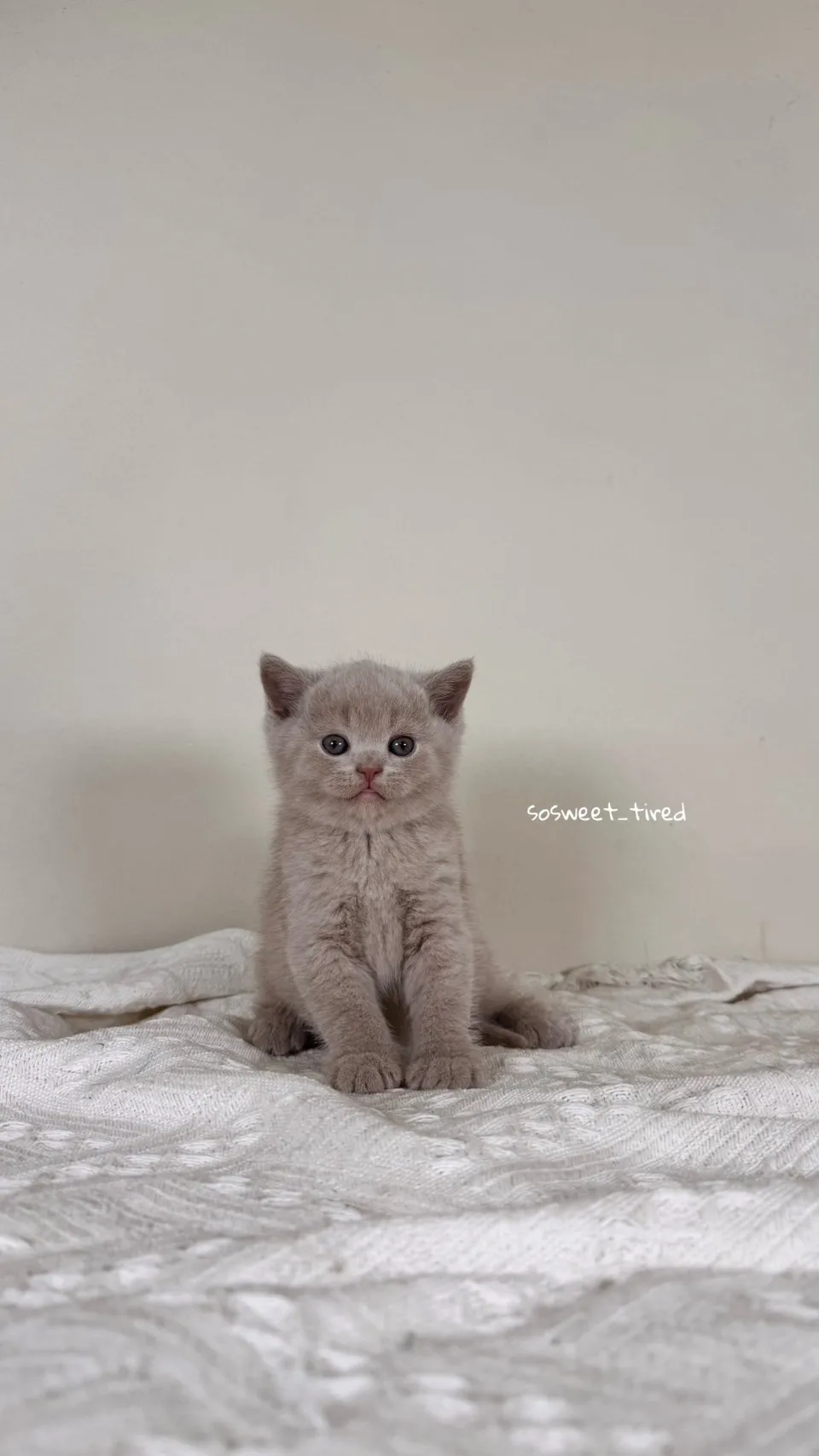 紫丁香英國短毛貓