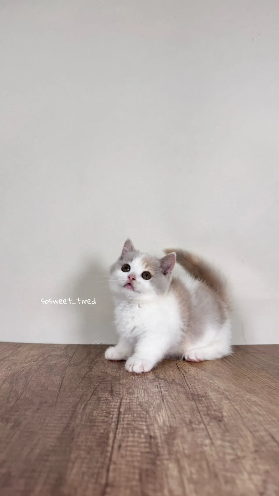 【已售出】紫三花賓士曼赤肯