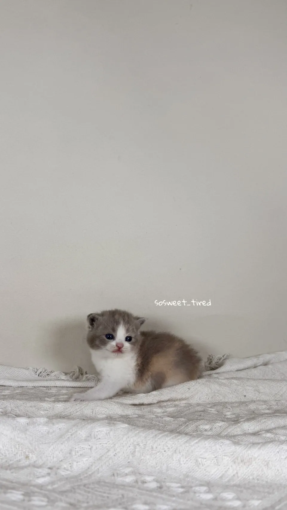 紫三花賓士英國短毛貓