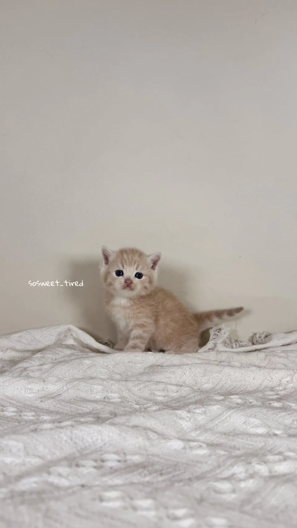 乳色英國短毛貓