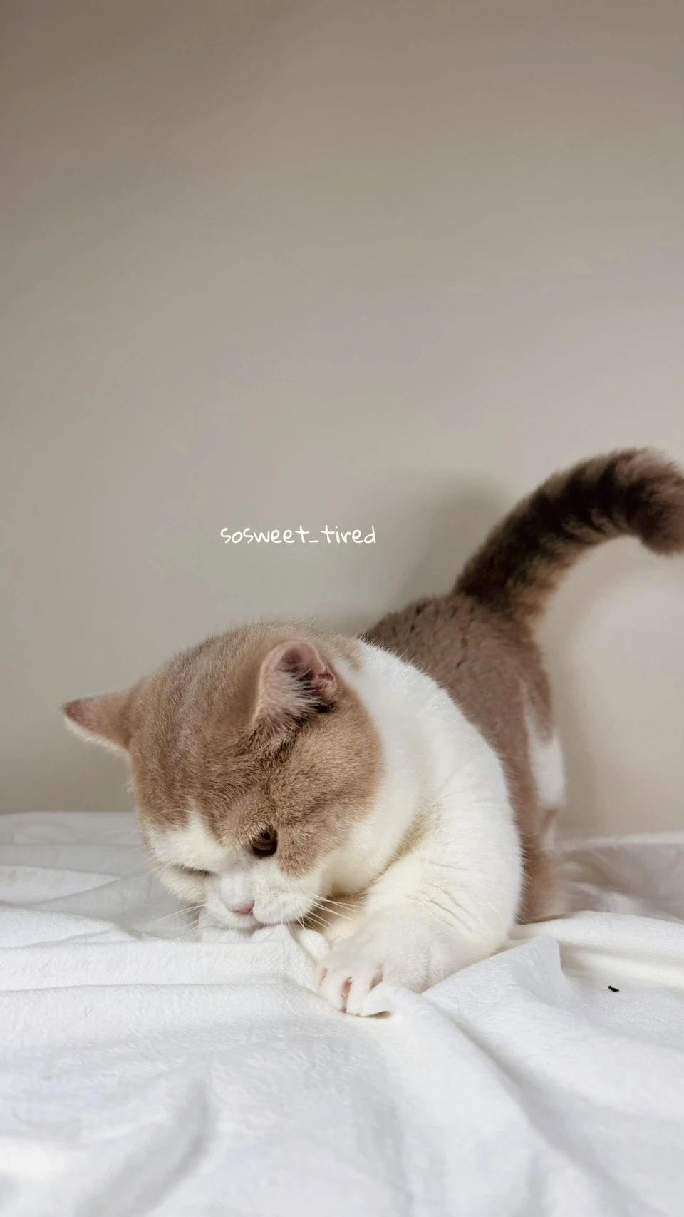 小鹿加白曼赤肯