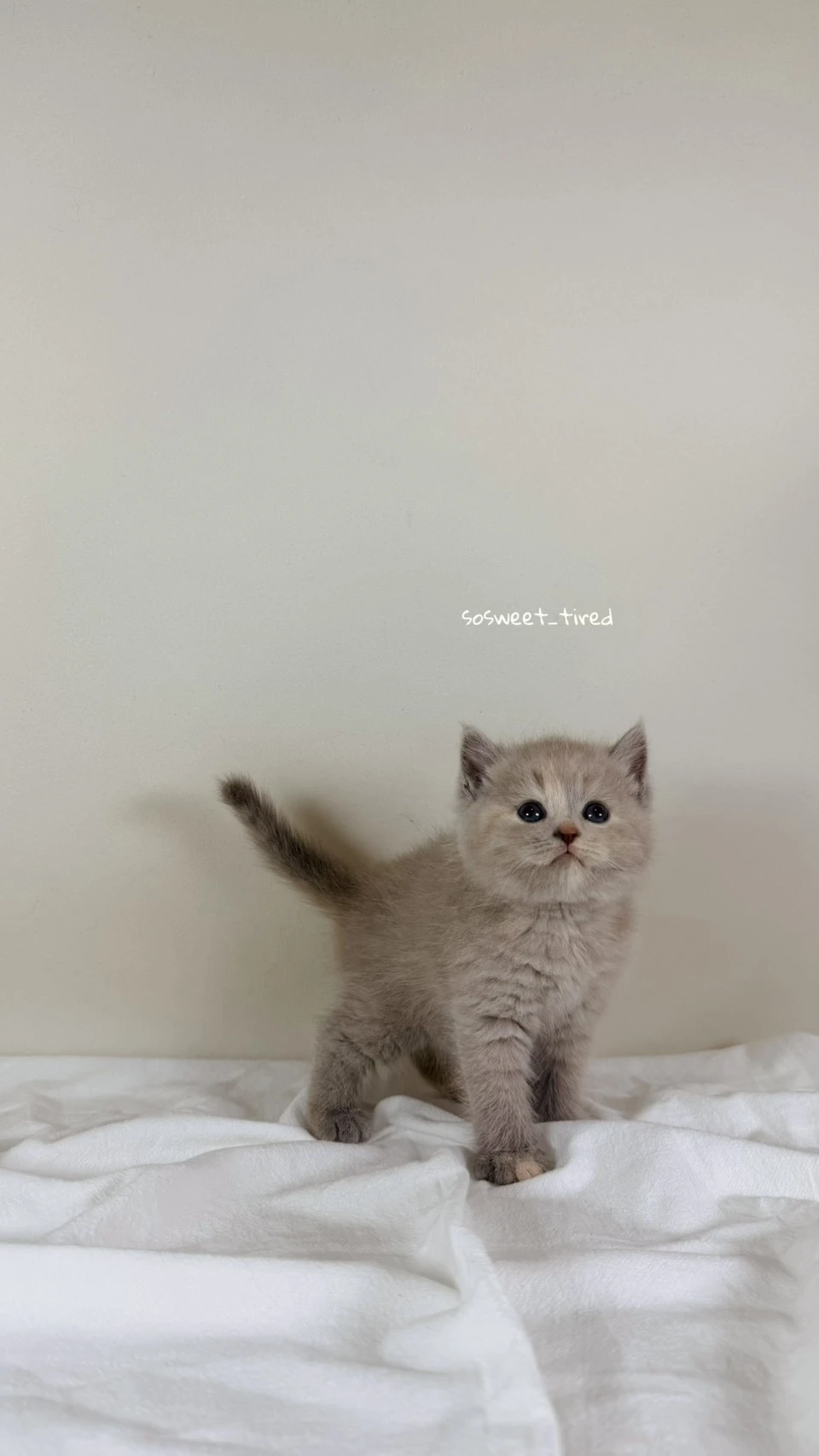 紫乳英國短毛貓