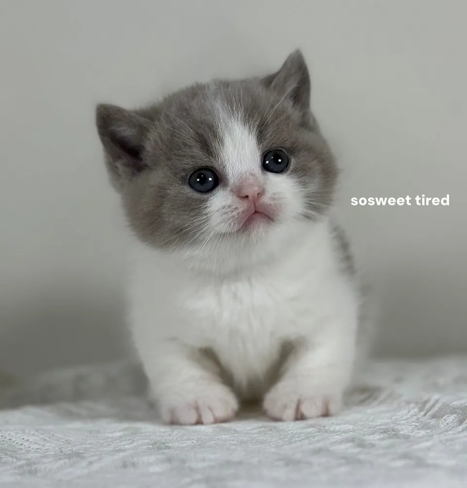 【已售出】紫丁香賓士曼赤肯（熊熊）