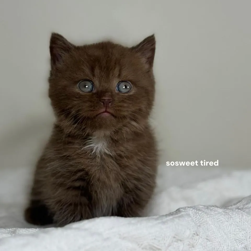 【已售出】巧克力加白曼赤肯（chocho)