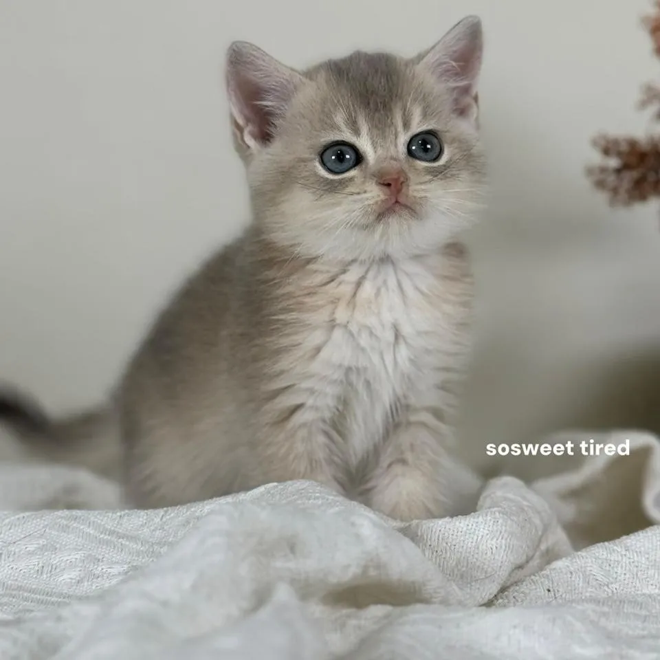 【已售出】藍金漸層英國短毛貓（Alice)