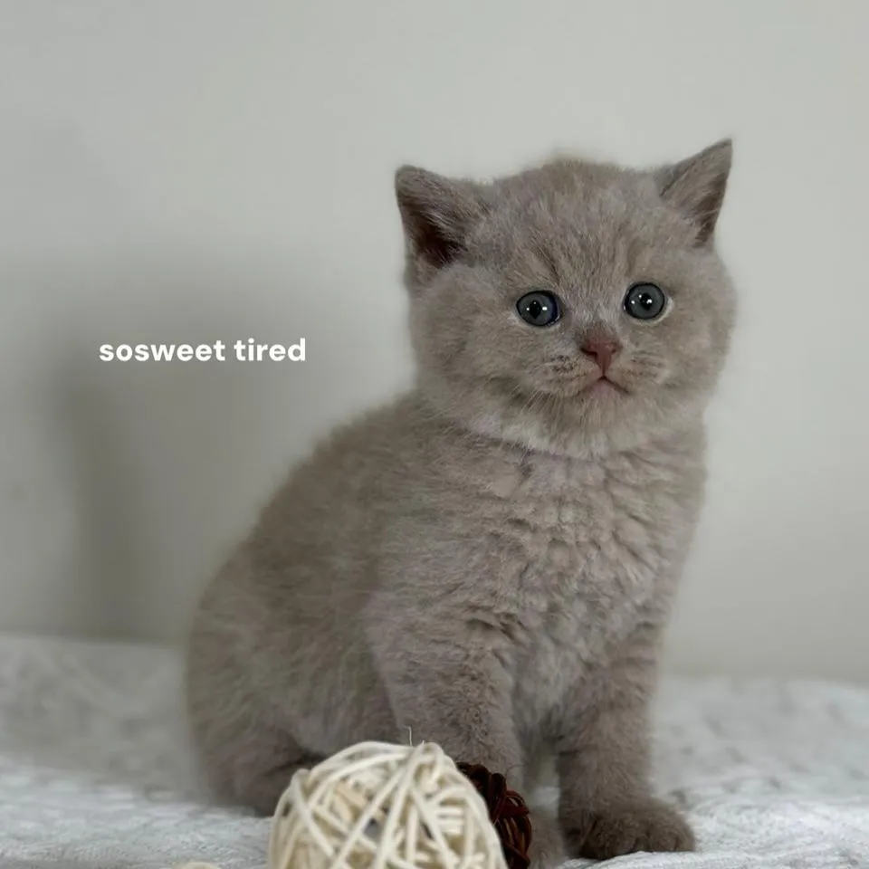 【已售出】紫丁香英國短毛貓（毛毛）