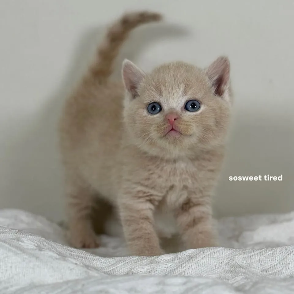 【已售出】乳色英國短毛貓