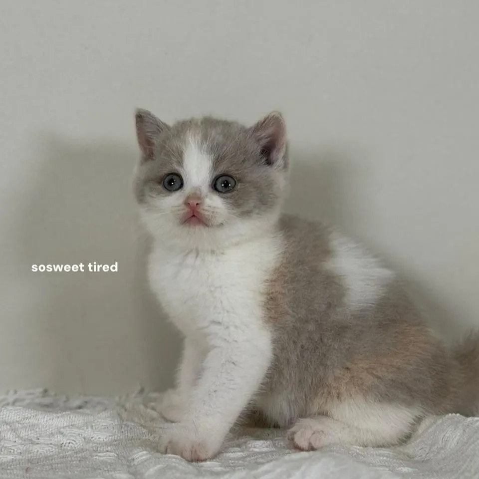 【已售出】紫三花賓士英國短毛貓