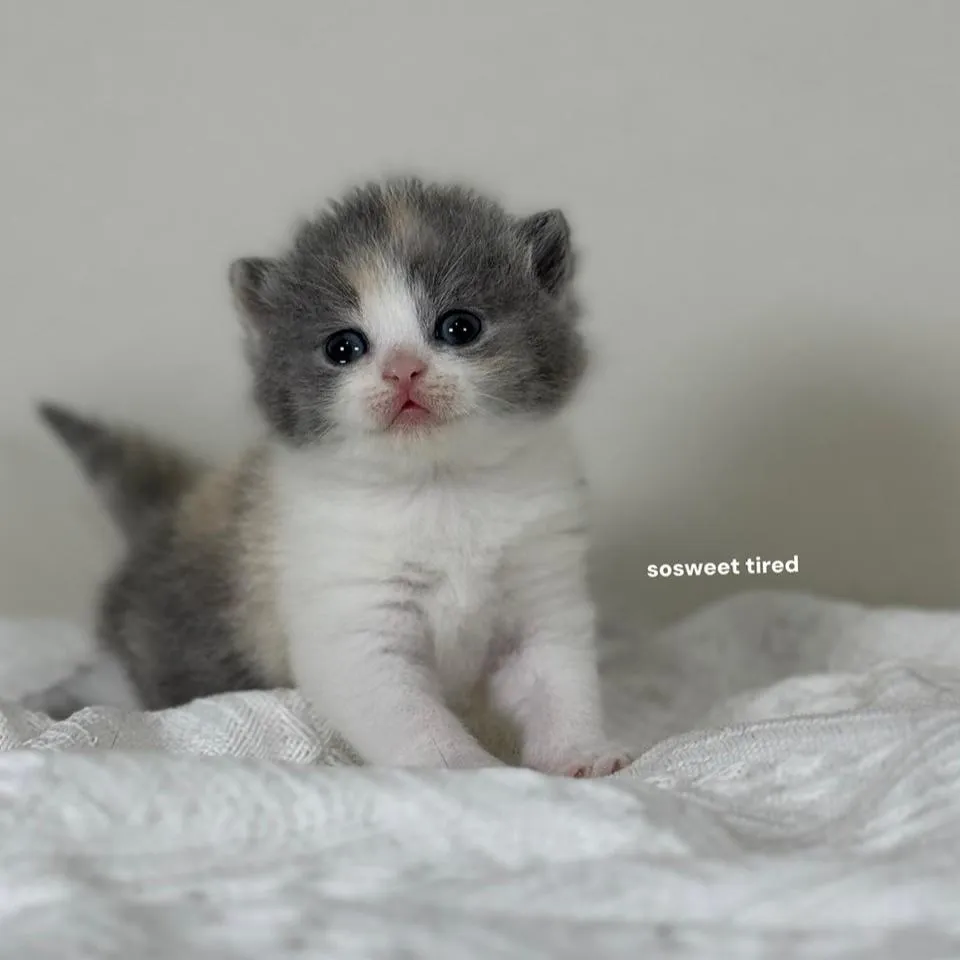 【已售出】藍三花賓士英國短毛貓