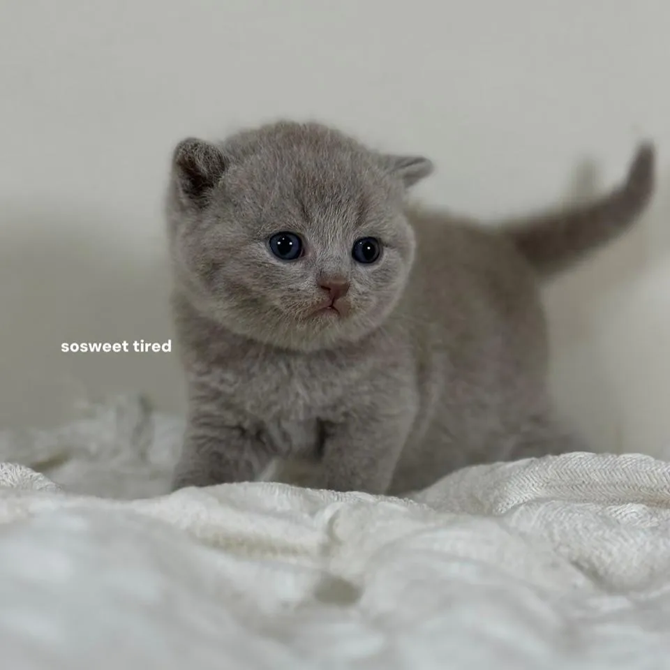 【已售出】紫丁香英國短毛貓（小梅）