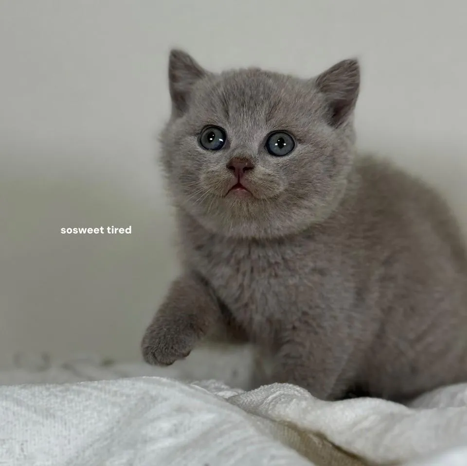 【已售出】紫丁香英國短毛貓（梅）