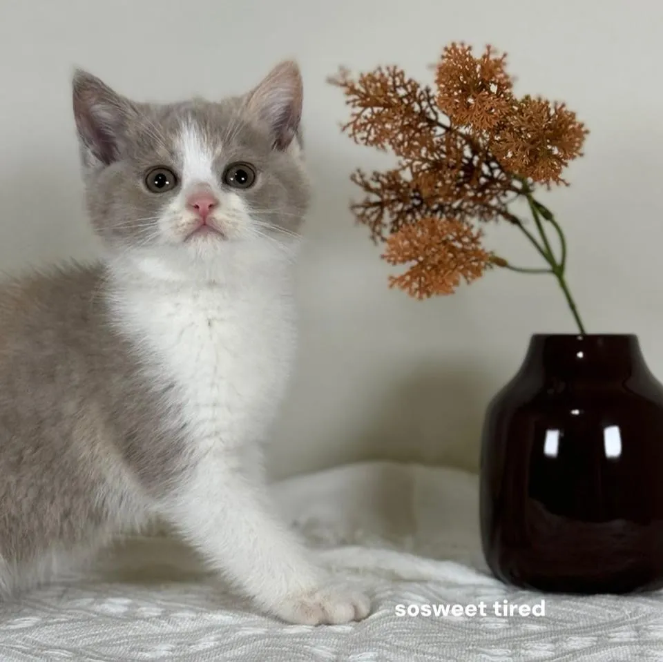 【已售出】紫三花賓士英國短毛貓（毛毛）