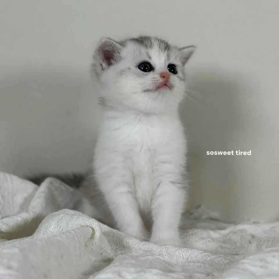 【已售出】三花英國短毛貓（雪寶）