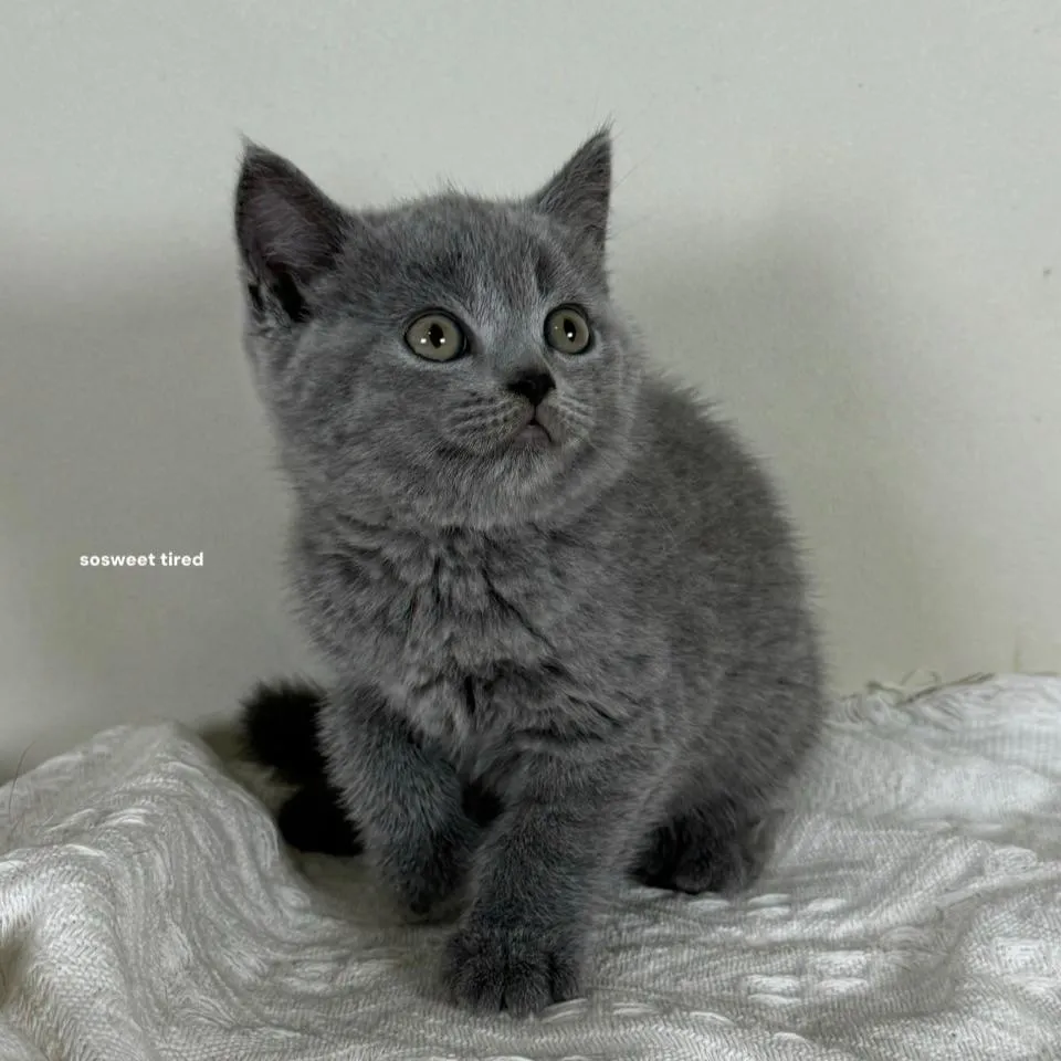 【已售出】藍英國短毛貓（米娜）