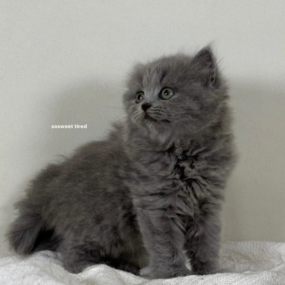 藍英國長毛貓（娜）