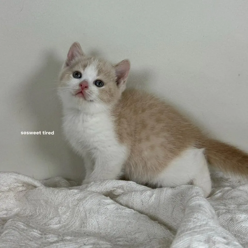 乳白賓士英國短毛貓（Sandy）