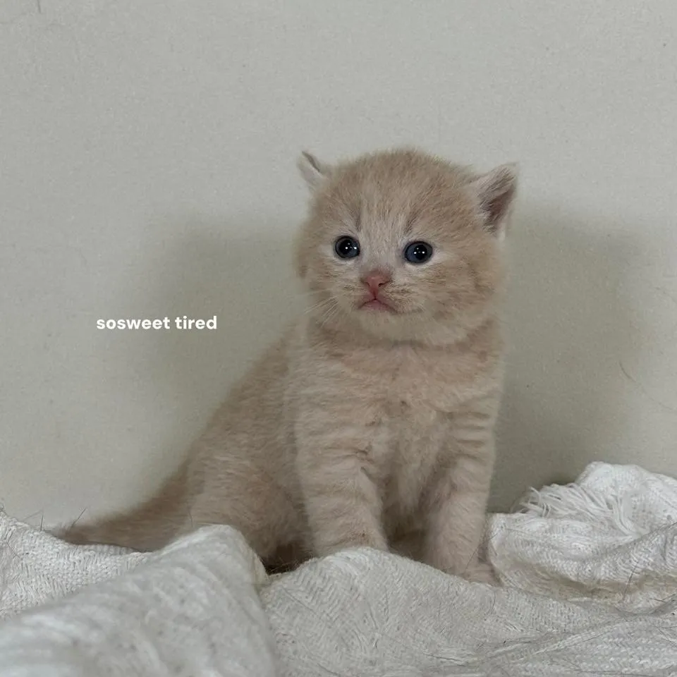 乳色英國短毛貓（小斑）