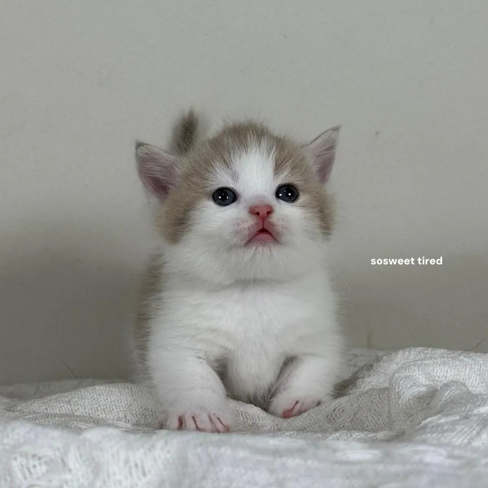 小鹿色賓士曼赤肯（柑）