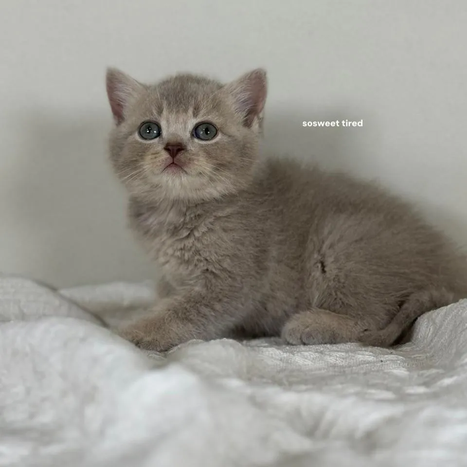 小鹿色英國短毛貓（小斑）