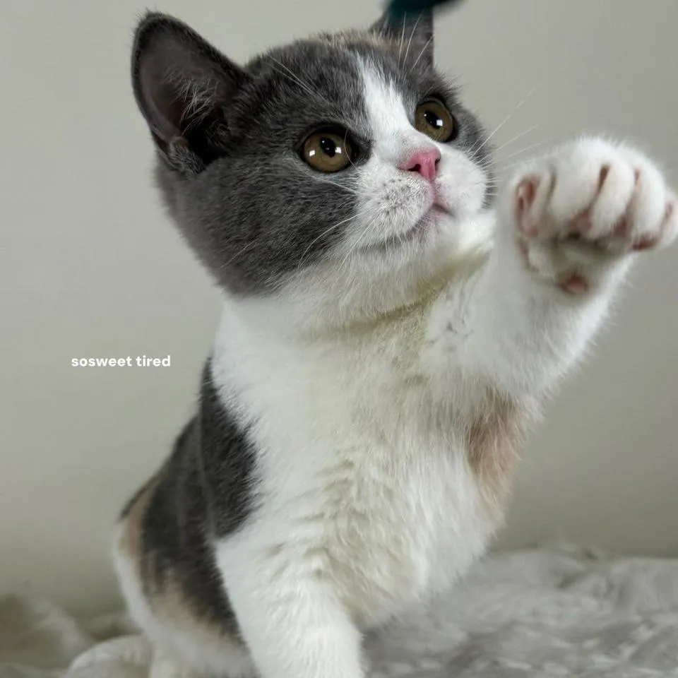 【已售出】藍三花賓士曼赤肯（Neko）