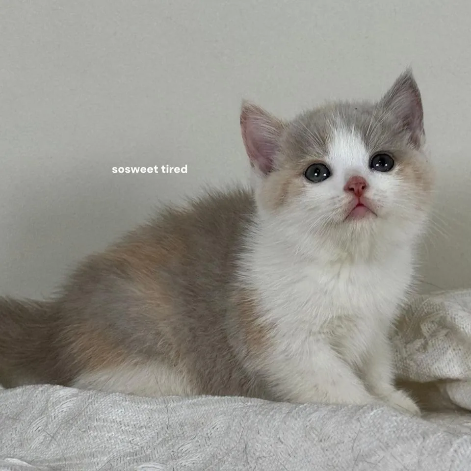 【已售出】紫三花賓士英國短毛貓（Hito）