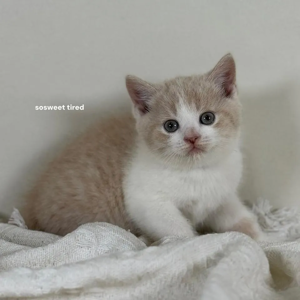 【已售出】乳白賓士英國短毛貓（奶茶）