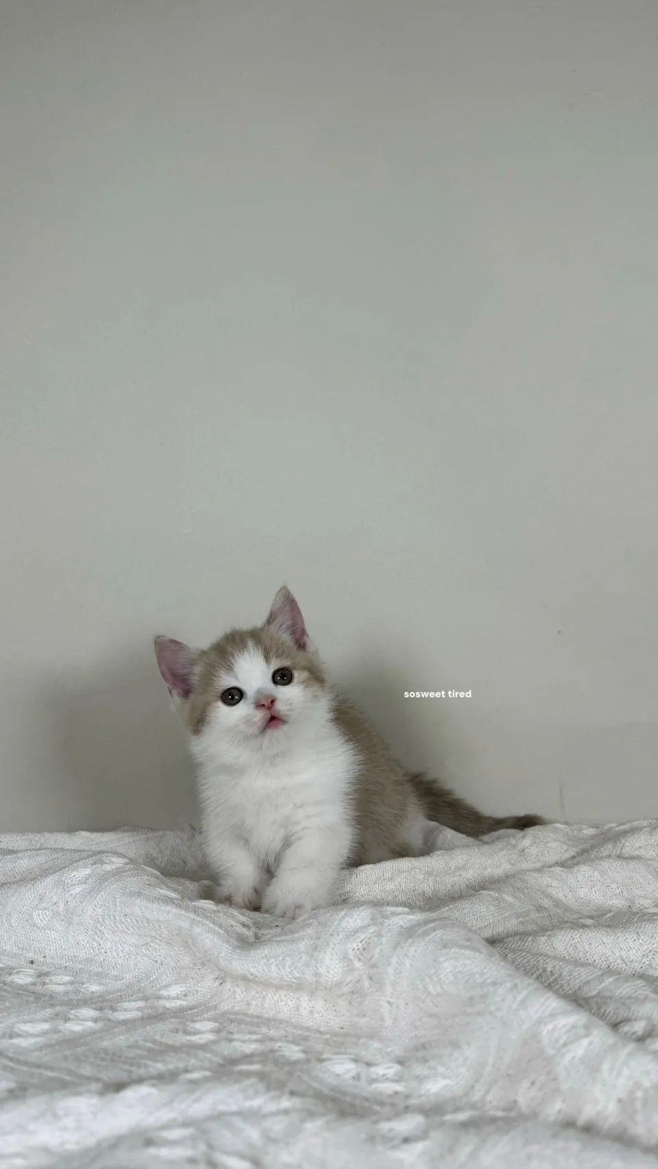 小鹿加白曼赤肯