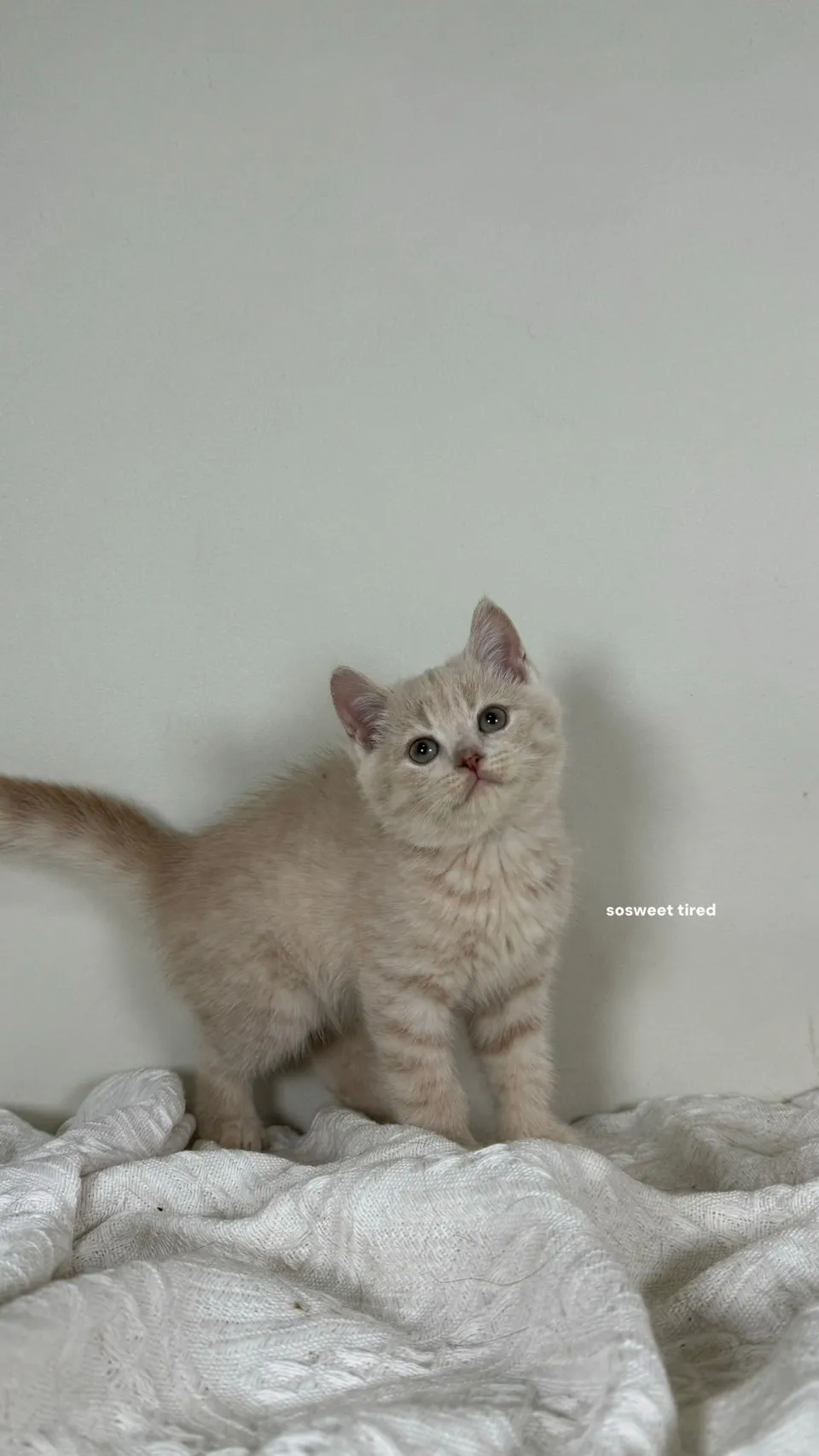 乳色英國短毛貓