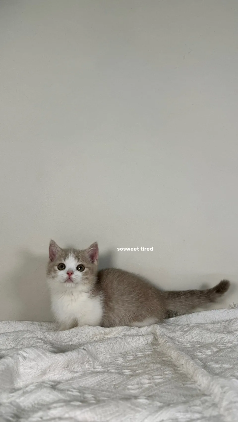 【已售出】小鹿加白曼赤肯