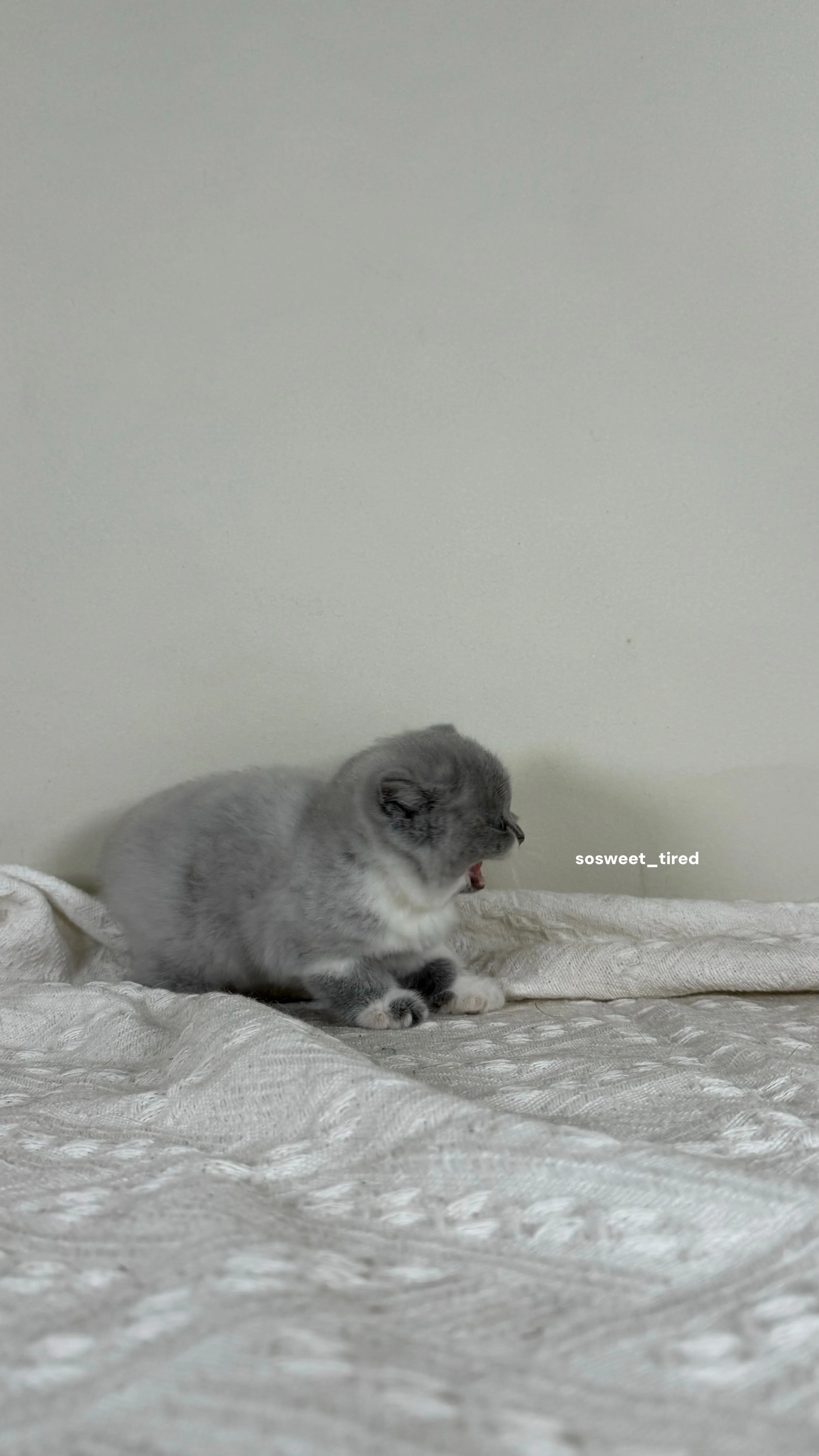 【已售出】藍白英國短毛貓