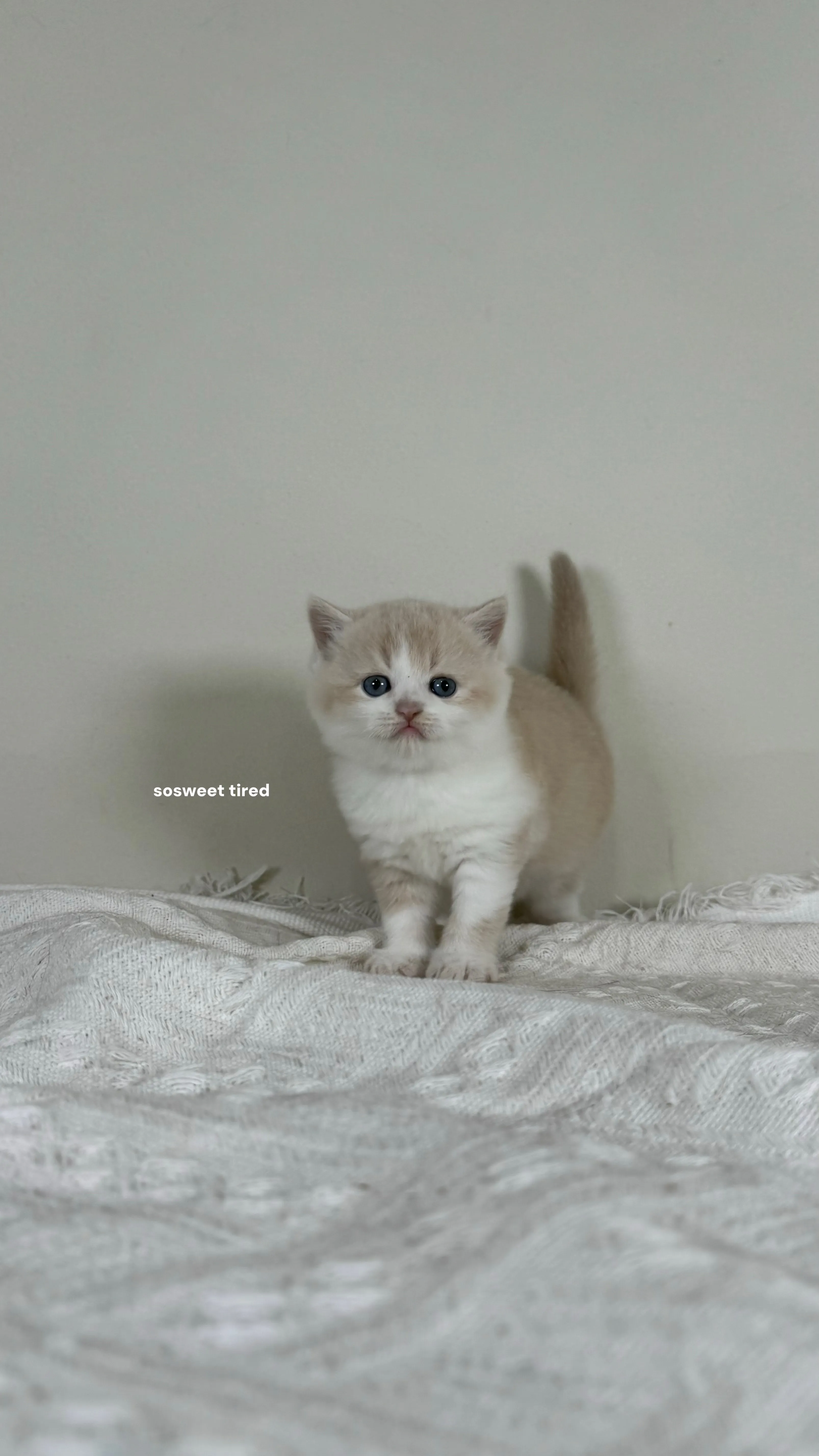 【已售出】乳白賓士英國短毛貓