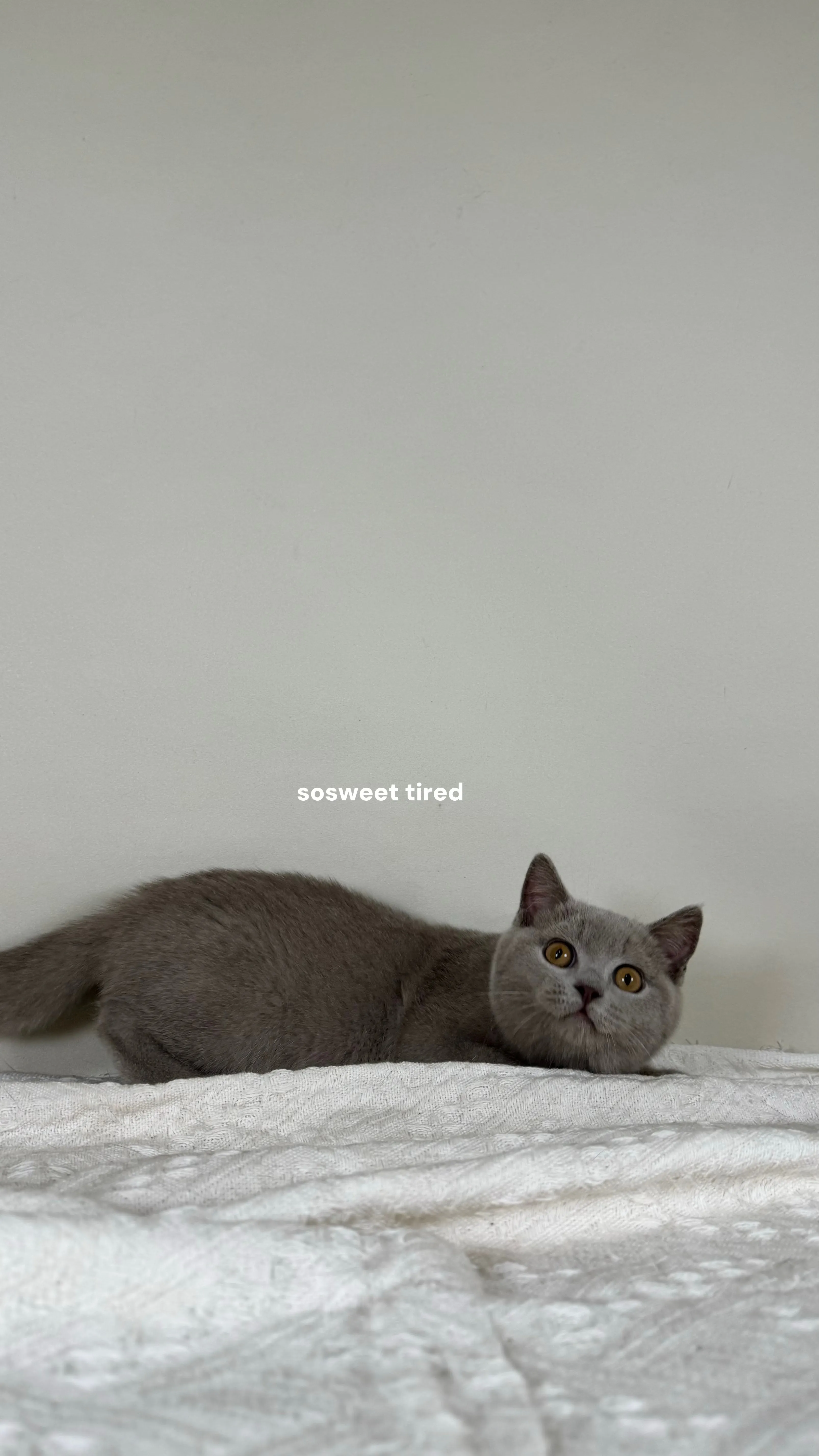 【已售出】紫丁香英國短毛貓