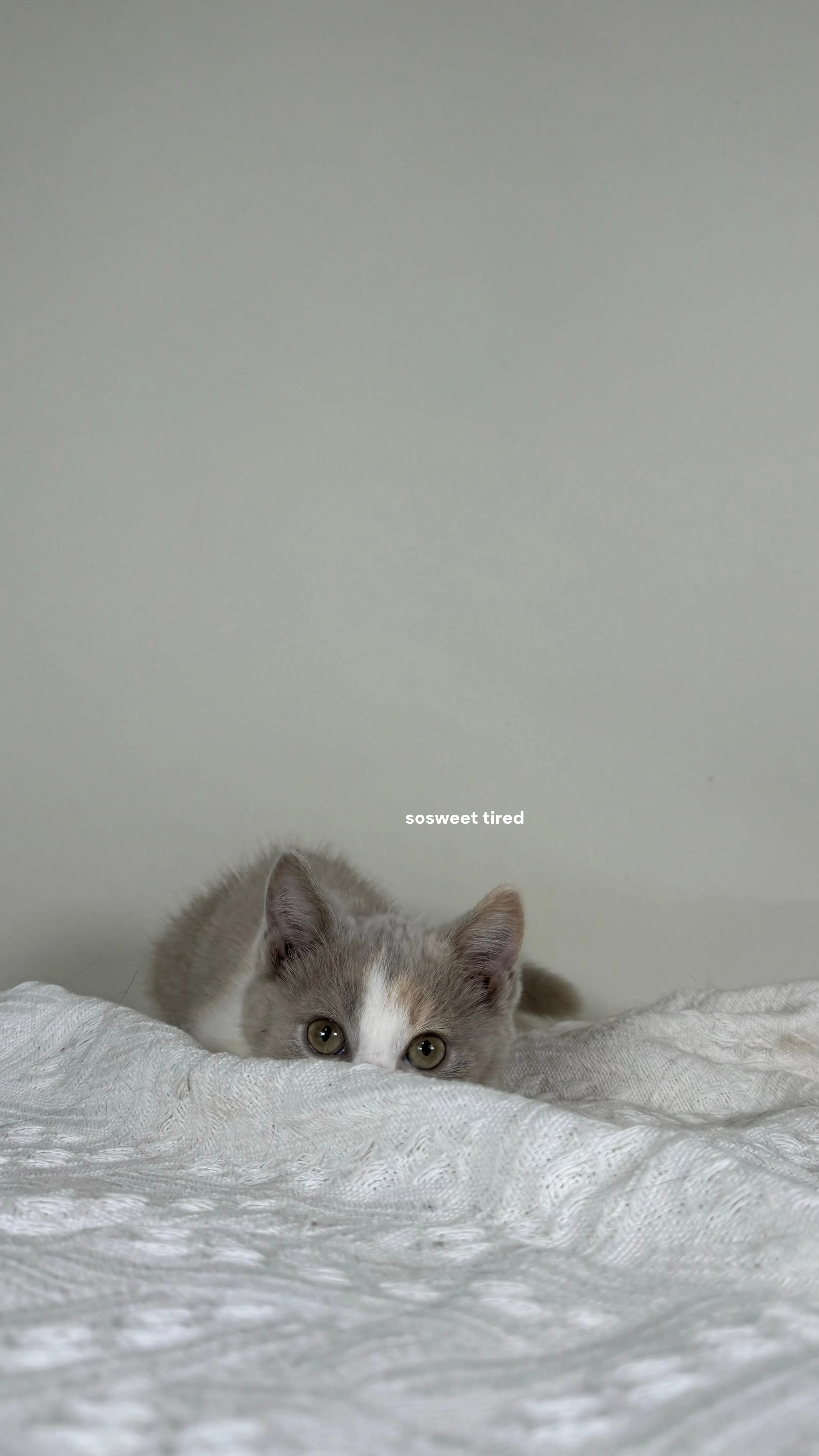 【已售出】紫三花賓士英國短毛貓