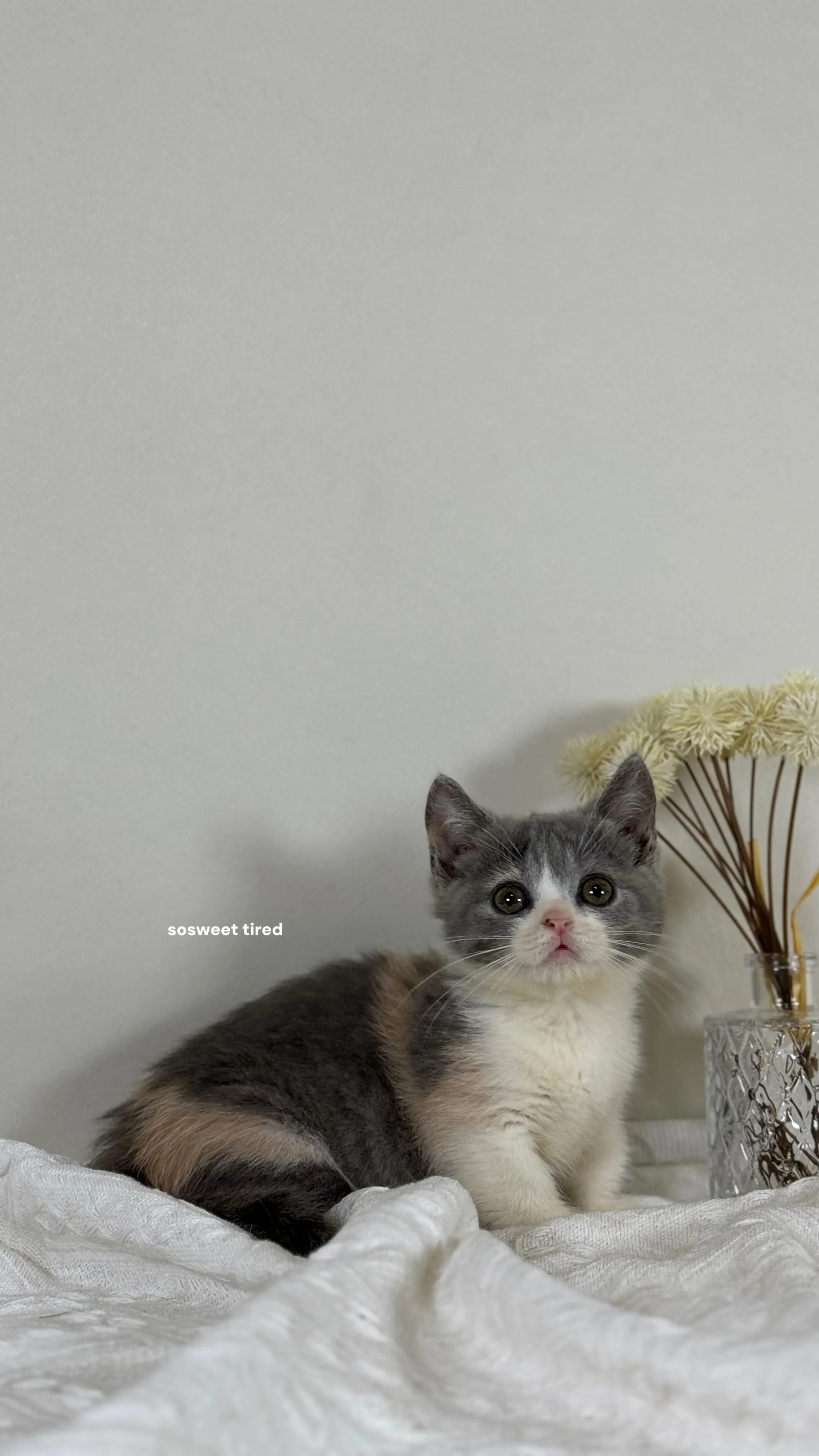 【已售出】藍三花賓士曼赤肯