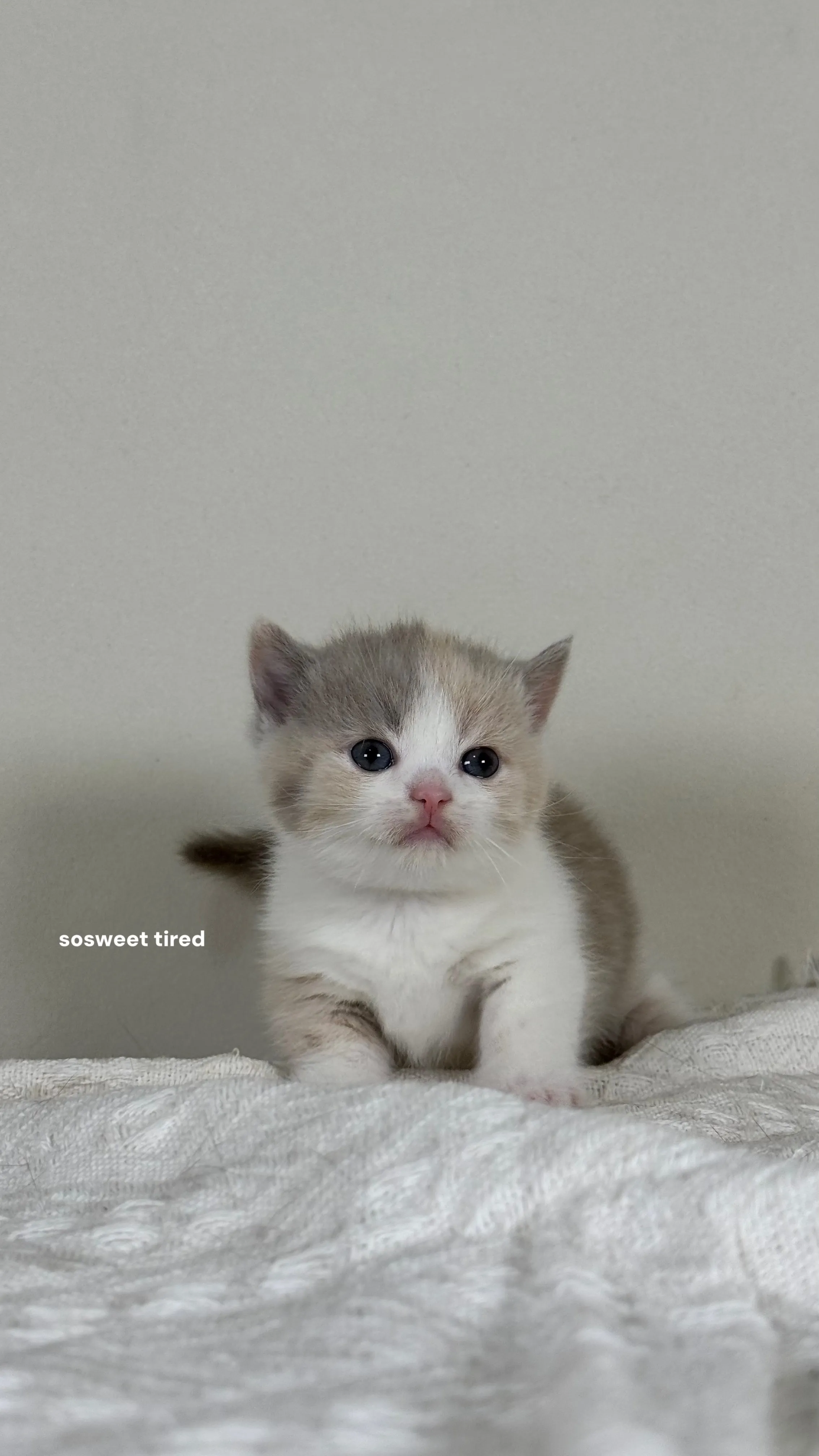 【已售出】小鹿色三花賓士曼赤肯