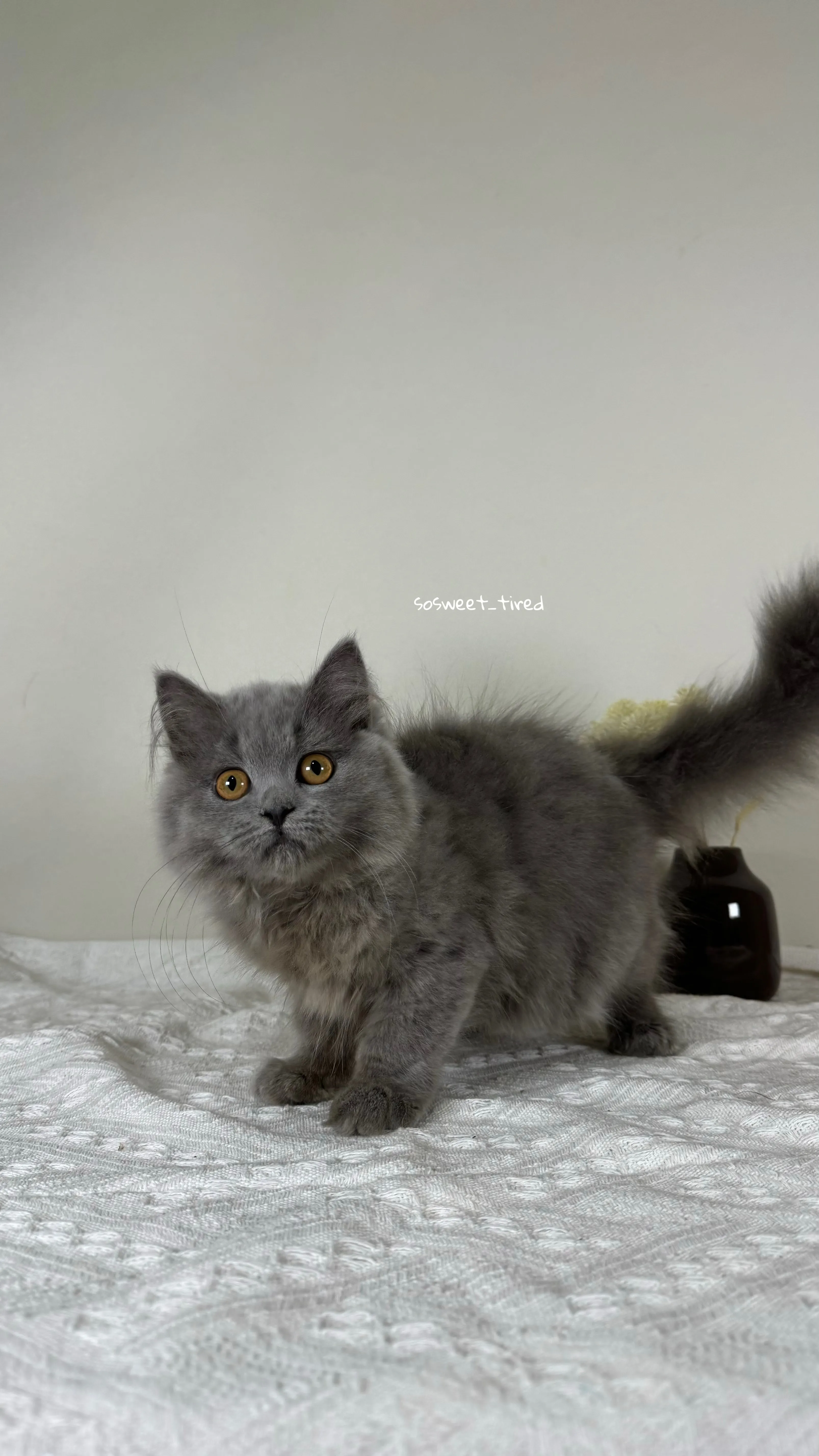 【已售出】藍英國長毛貓（娜）