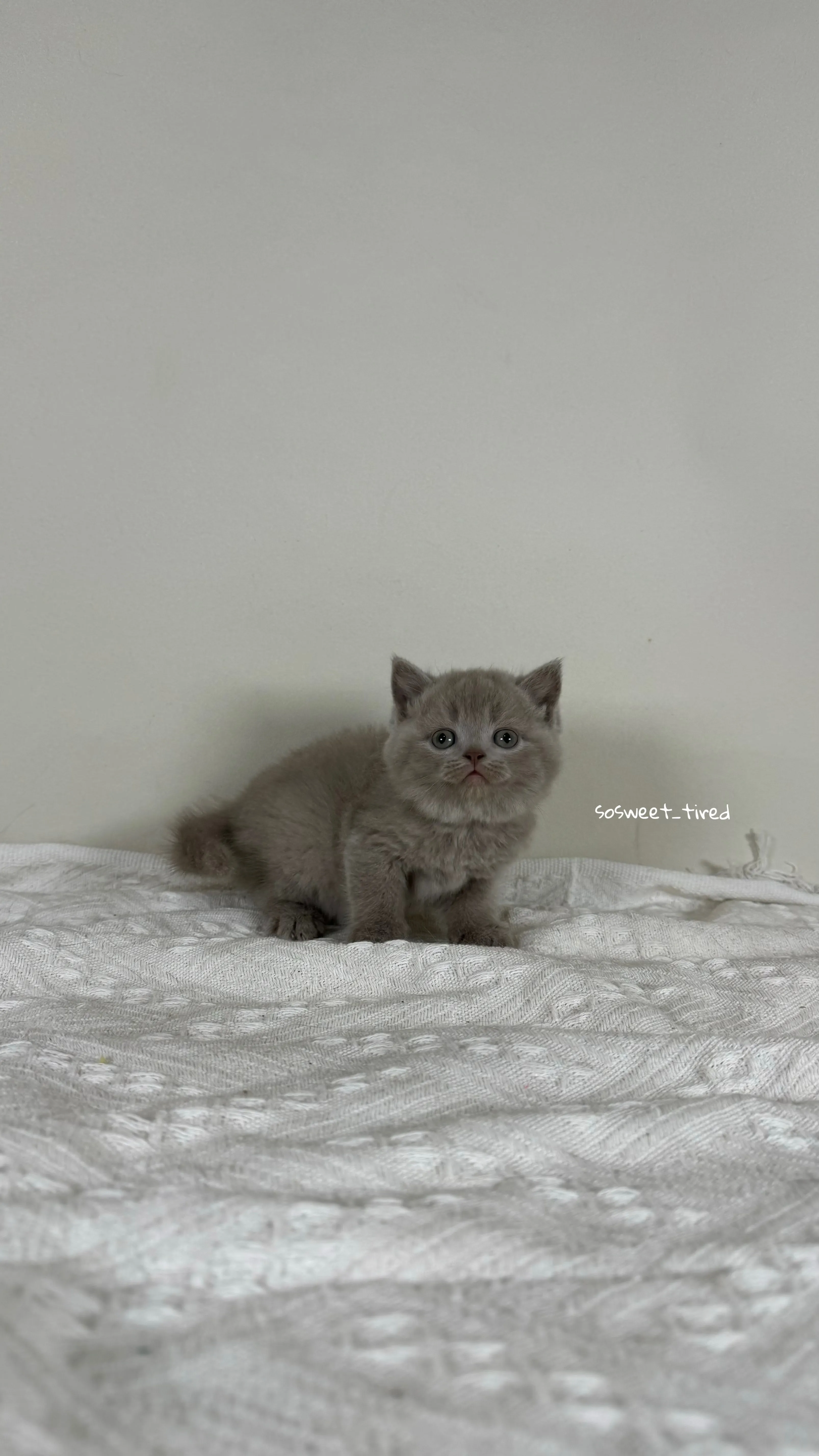 【已售出】紫丁香英國短毛貓