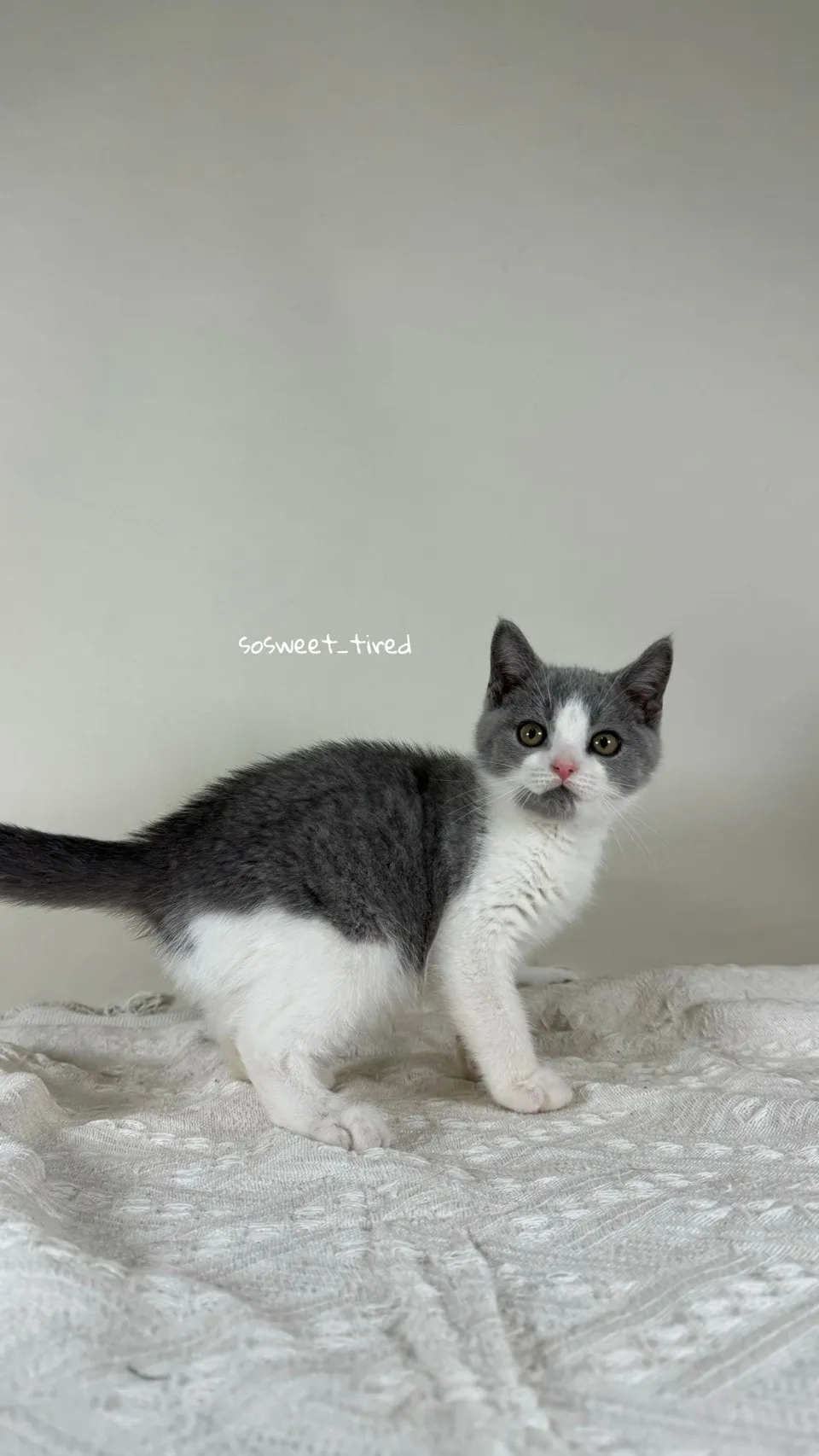 【已售出】藍白賓士英國短毛貓