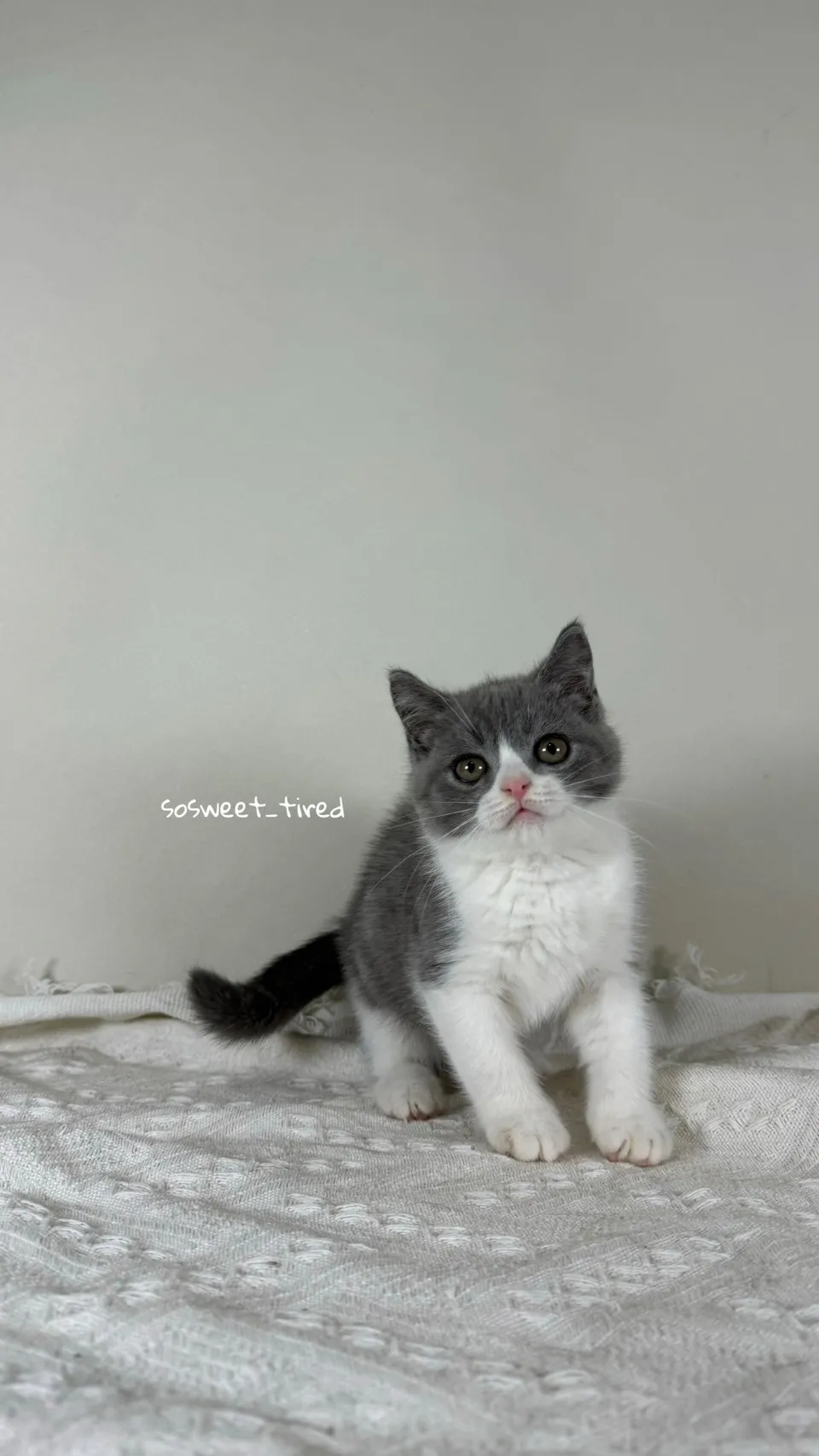 藍白賓士英國短毛貓