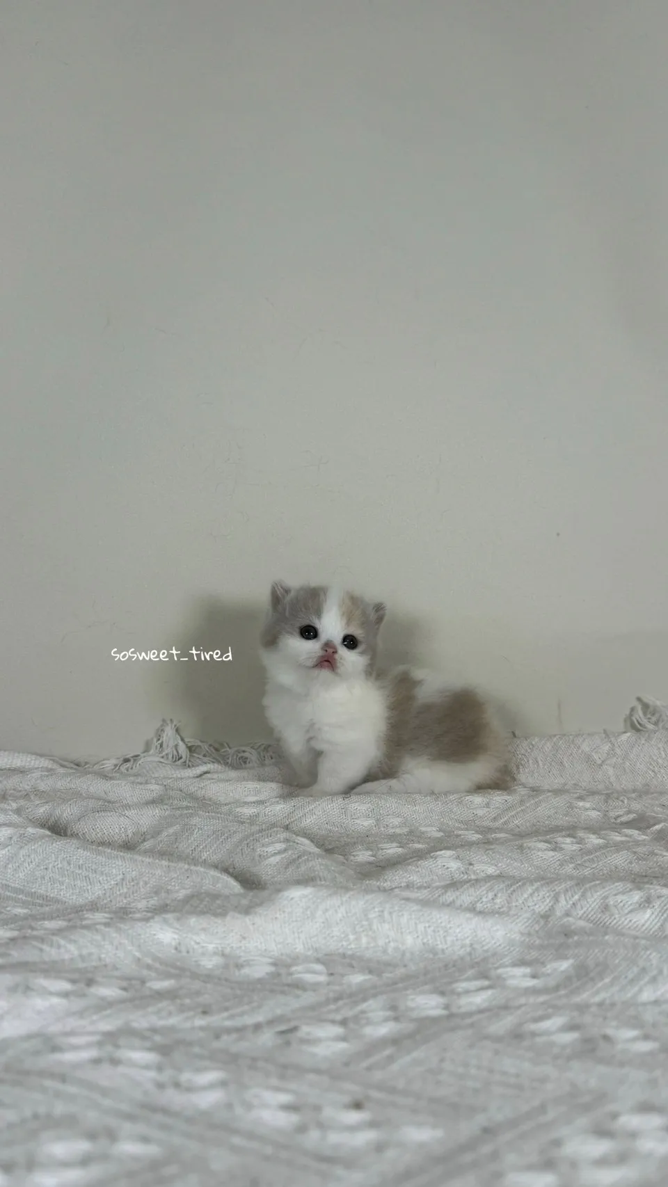 三花賓士曼赤肯