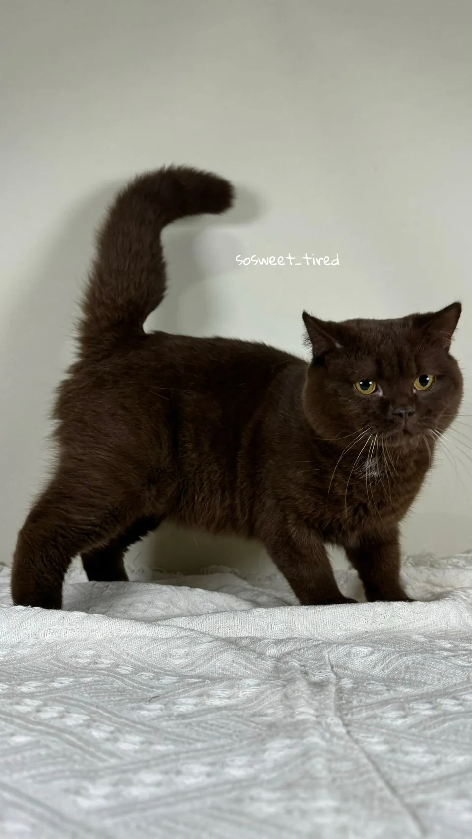 巧克力英國短毛貓